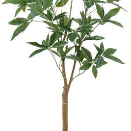 6 Feet Star Leaf Plant In Pot