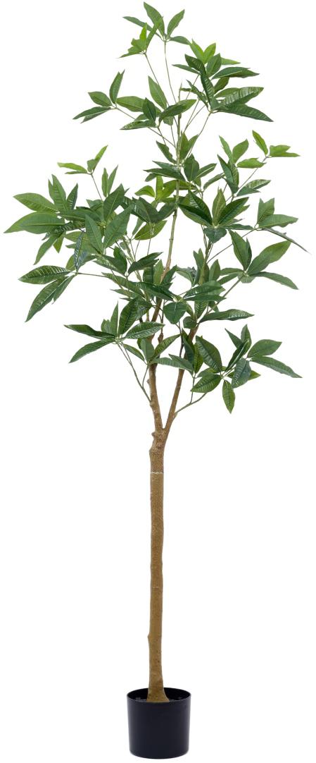 6 Feet Star Leaf Plant In Pot