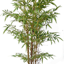 6 Stem Natural Bamboo in Pot