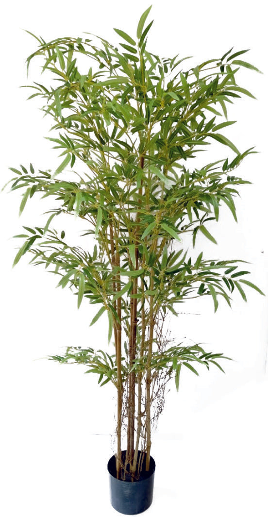 6 Stem Natural Bamboo in Pot