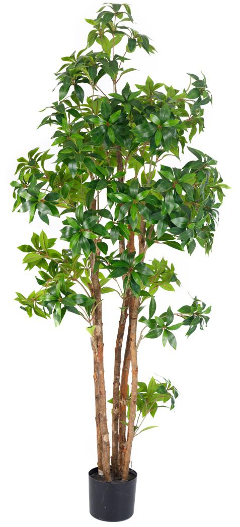 1.5m Tea Leaf Plant in Pot with 1052 Leaves