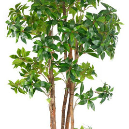 1.5m Tea Leaf Plant in Pot with 1052 Leaves