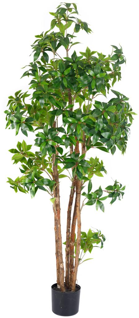 1.5m Tea Leaf Plant in Pot with 552 Leaves