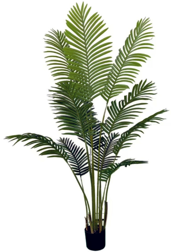 1.6m 12 Leaves Areca Palm Plant in Pot