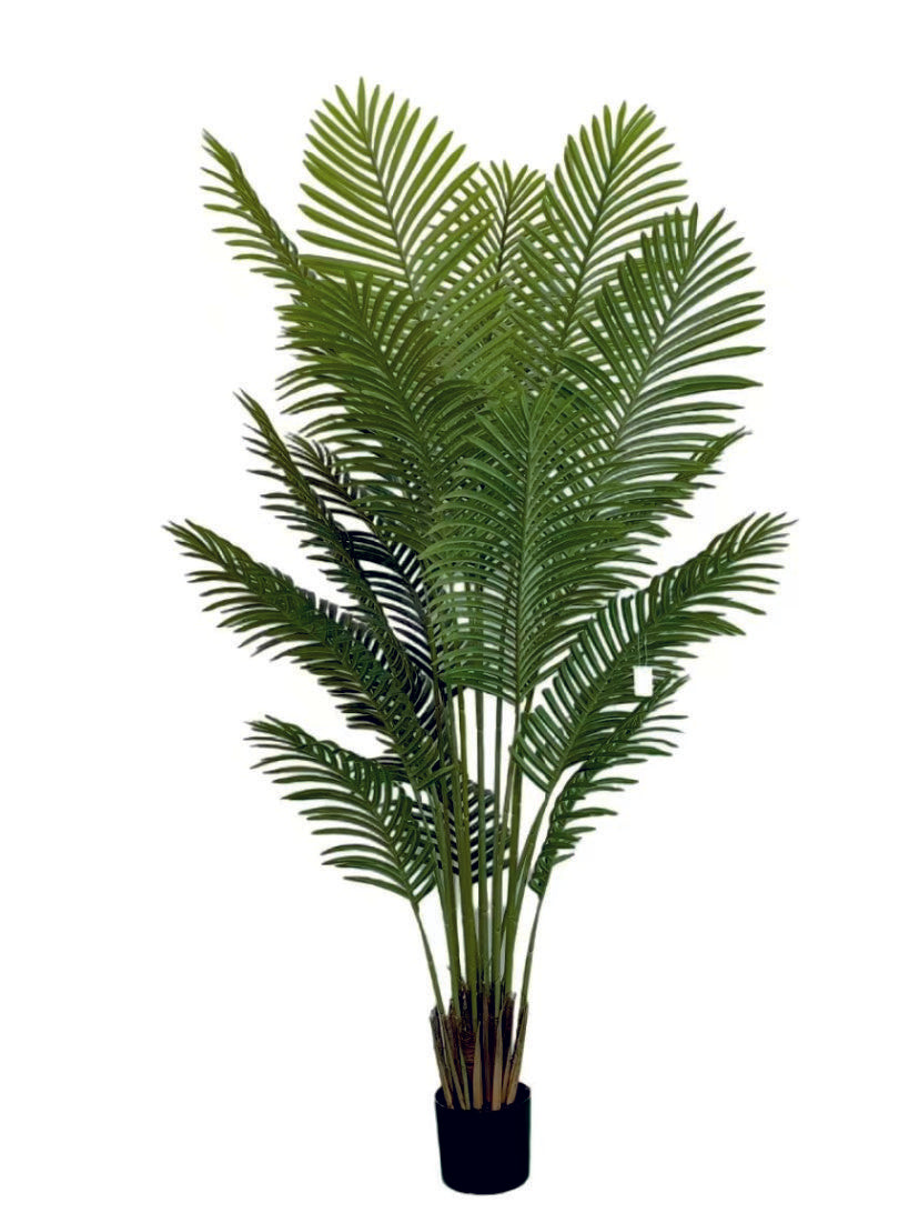 1.8m 18 Leaves Areca Palm Plant in Pot