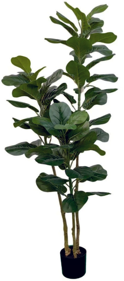 1.5m 70 Leaves Fiddle Leaf Plant in Pot