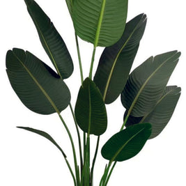 1.6m 10 Leaves Travellers Palm Plant in Pot