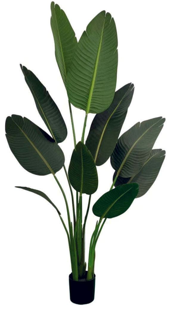 1.6m 10 Leaves Travellers Palm Plant in Pot