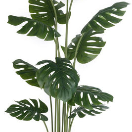 1.5m 12 Leaves Monsterra Plant in Pot