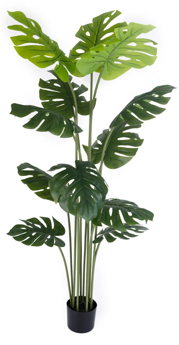 1.5m 12 Leaves Monsterra Plant in Pot