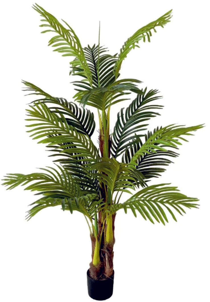 1.5m 3 Stem 15 Coir Palm Plant in Pot