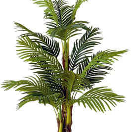 1.5m 3 Stem 15 Coir Palm Plant in Pot