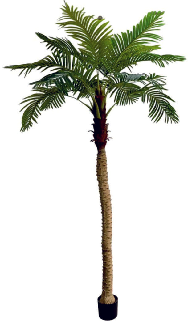 2.4m 15 Leaves Coconut Palm Plant