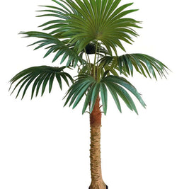 1.5m 9 Leaves Fan Coconut Palm Plant