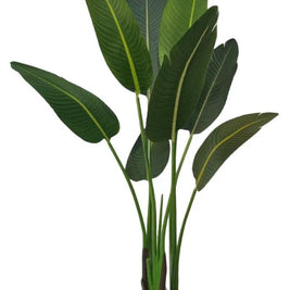 1.2m 8 Leaves Traveller Palm Tree in Pot