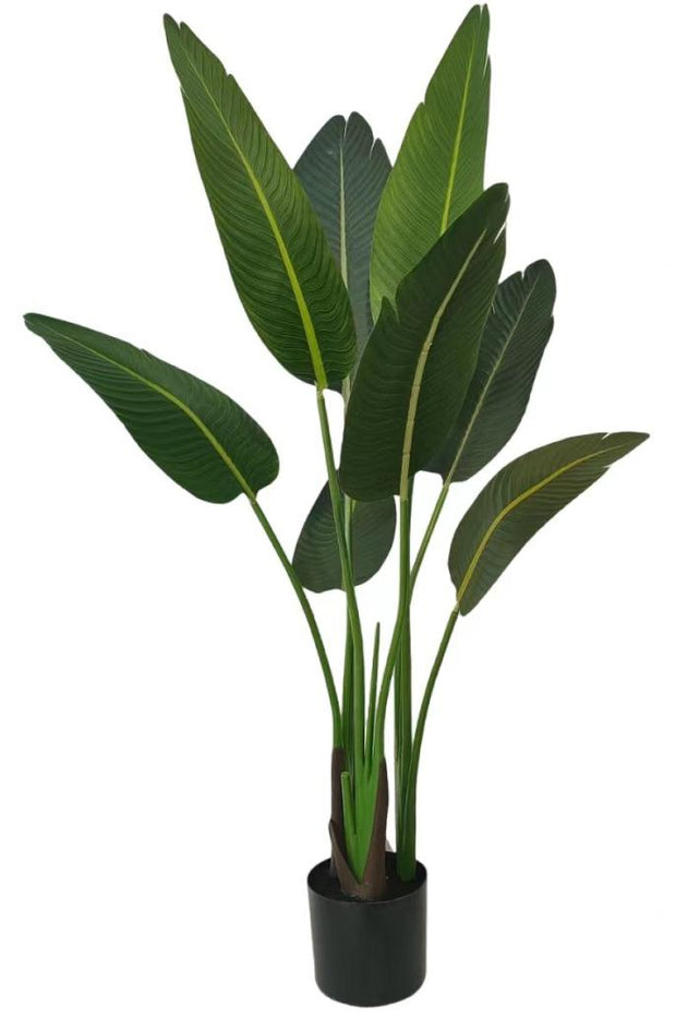 1.2m 8 Leaves Traveller Palm Tree in Pot