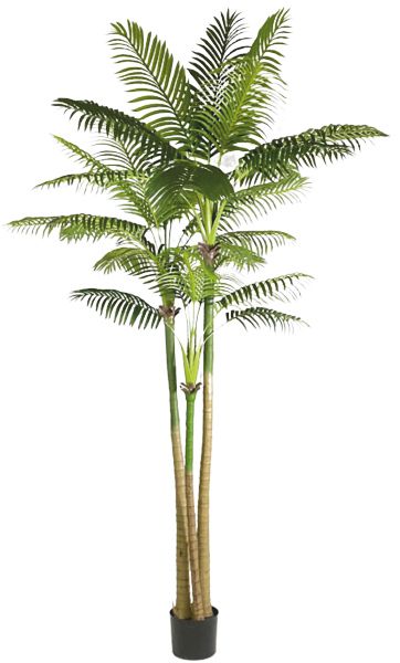 290cm 3 Stem Coconut Palm Plant