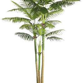 290cm 3 Stem Coconut Palm Plant
