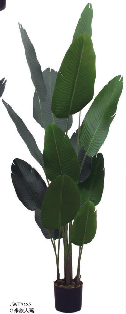 2.1m Jumbo Travellers Palm PlanT