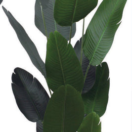 2.1m Jumbo Travellers Palm PlanT