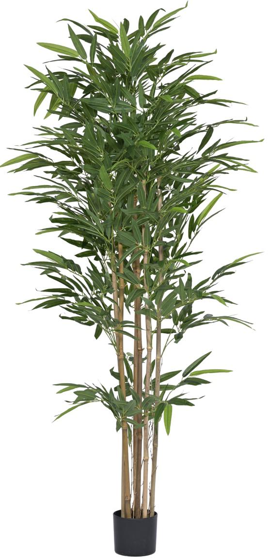 1.8m Big Leaves Bamboo In Pot