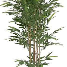 1.8m Big Leaves Bamboo In Pot