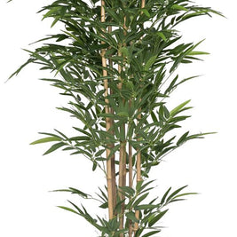 2.1m Big Leaves Bamboo In Pot