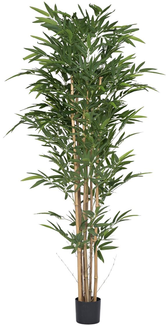 2.1m Big Leaves Bamboo In Pot