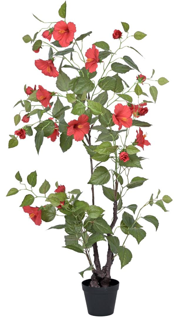 Hibiscus Plant In Pot