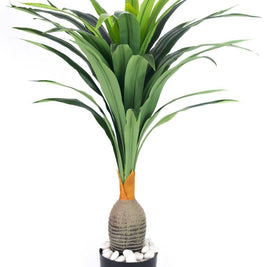 Real Touch Bottle Dracenna Plant