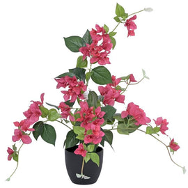 Bogenvella Plant In Pot