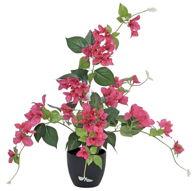 Bogenvella Plant In Pot