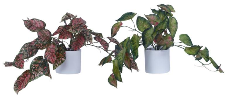 Red And Green Diffen Leaves Hanging Plant In Pot