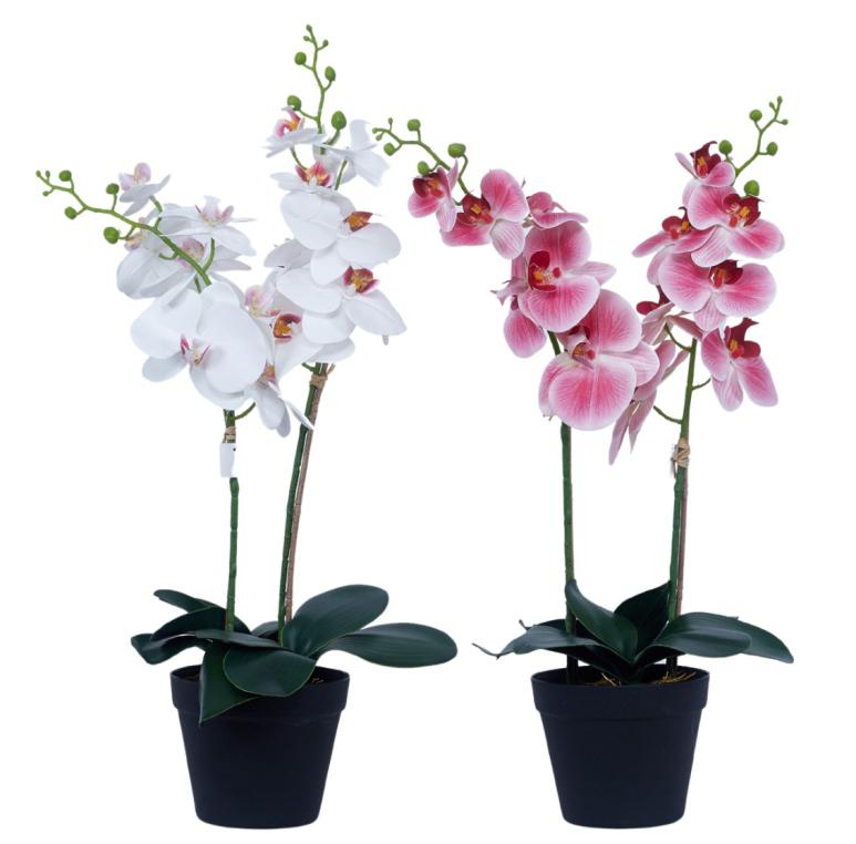 2 In 1 Orchid Plant In Pot