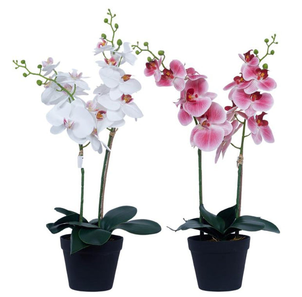 2 In 1 Orchid Plant In Pot