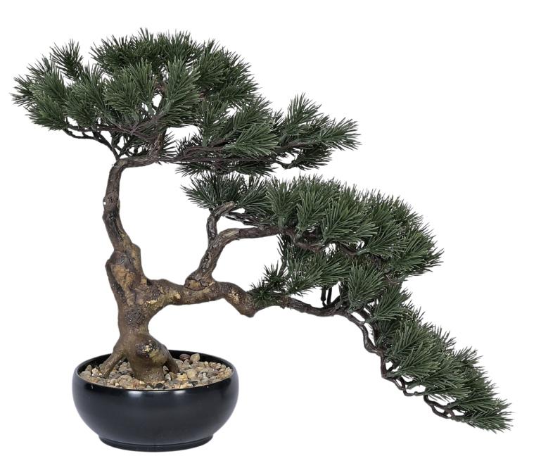Pine Bonsai Plant In Pot (Alternate 1.3ft)