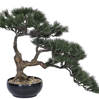 Pine Bonsai Plant In Pot (Alternate 1.3ft)