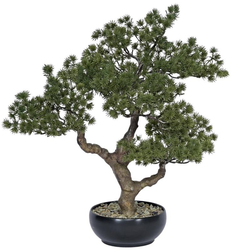Pine Bonsai Plant In Pot (Small)