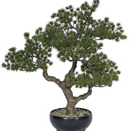 Pine Bonsai Plant In Pot (Small)