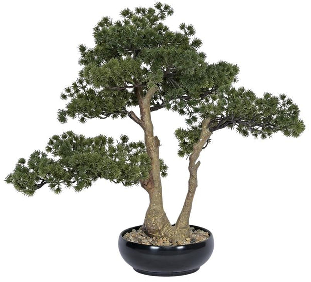 Pine Bonsai Plant In Pot (Medium)
