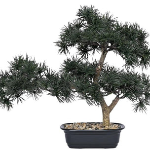 Pine Bonsai Plant In Pot (Alternate Small)