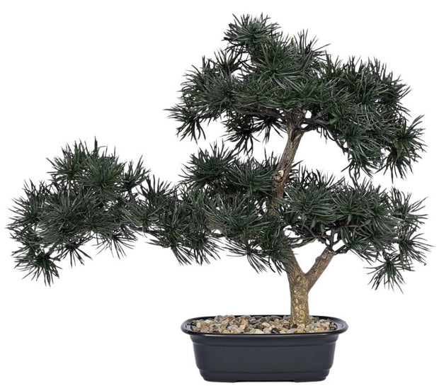 Pine Bonsai Plant In Pot (Alternate Small)