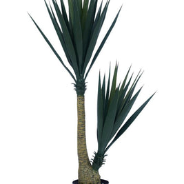 2 In 1 Sisal Plant