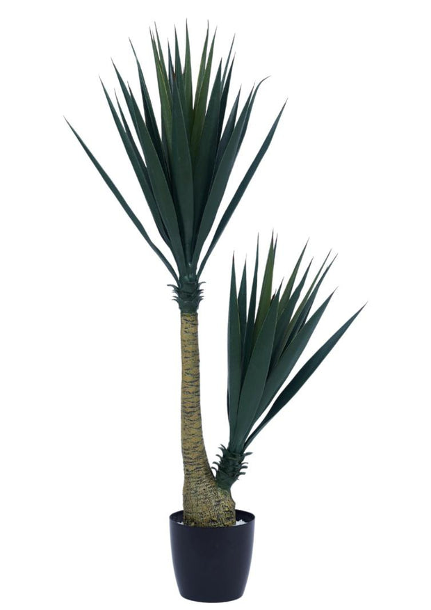 2 In 1 Sisal Plant