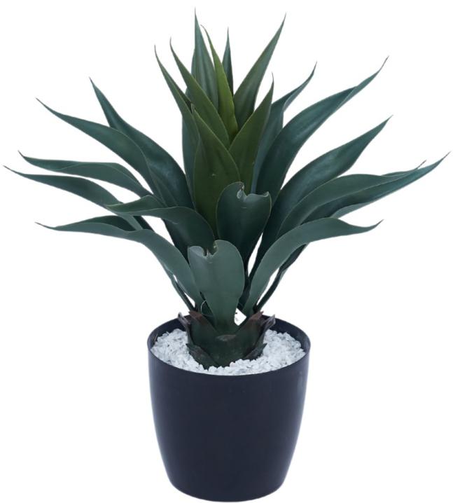 Green Agave Aloe Leaves Plant