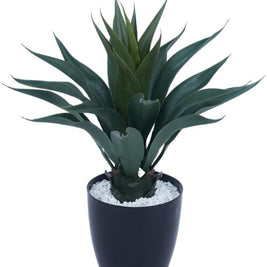 Green Agave Aloe Leaves Plant