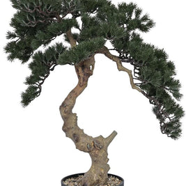 Pine Bonsai Plant In Pot (Large)