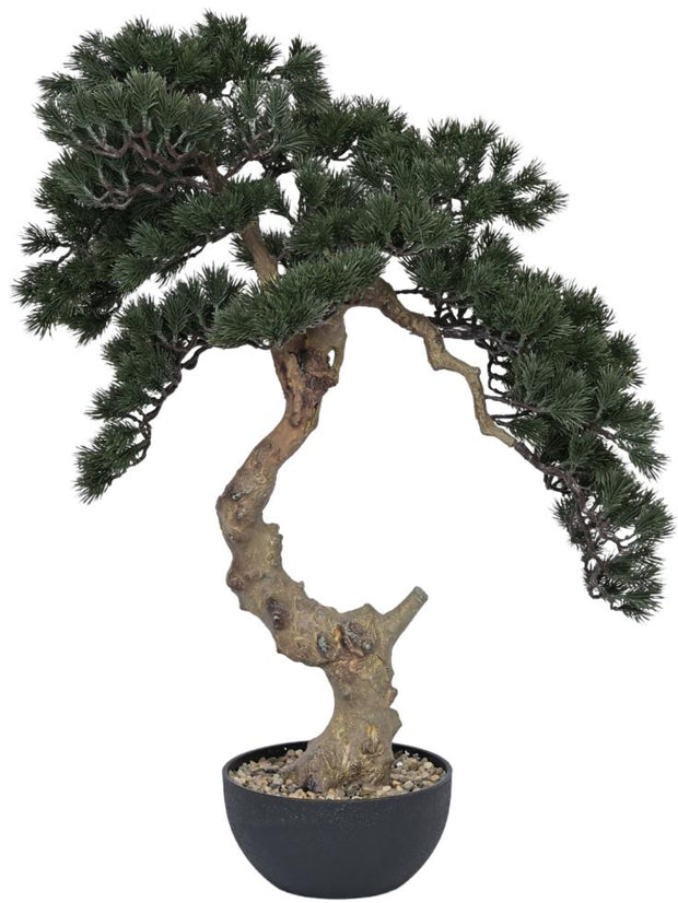Pine Bonsai Plant In Pot (Large)