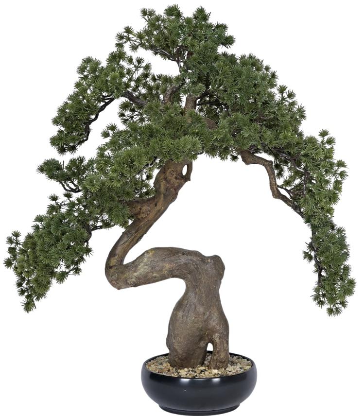 Pine Bonsai Plant In Pot (Alternate Medium)
