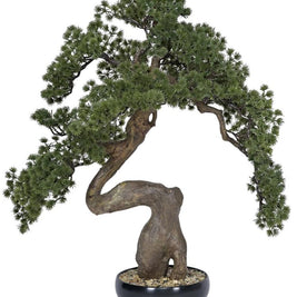 Pine Bonsai Plant In Pot (Alternate Medium)